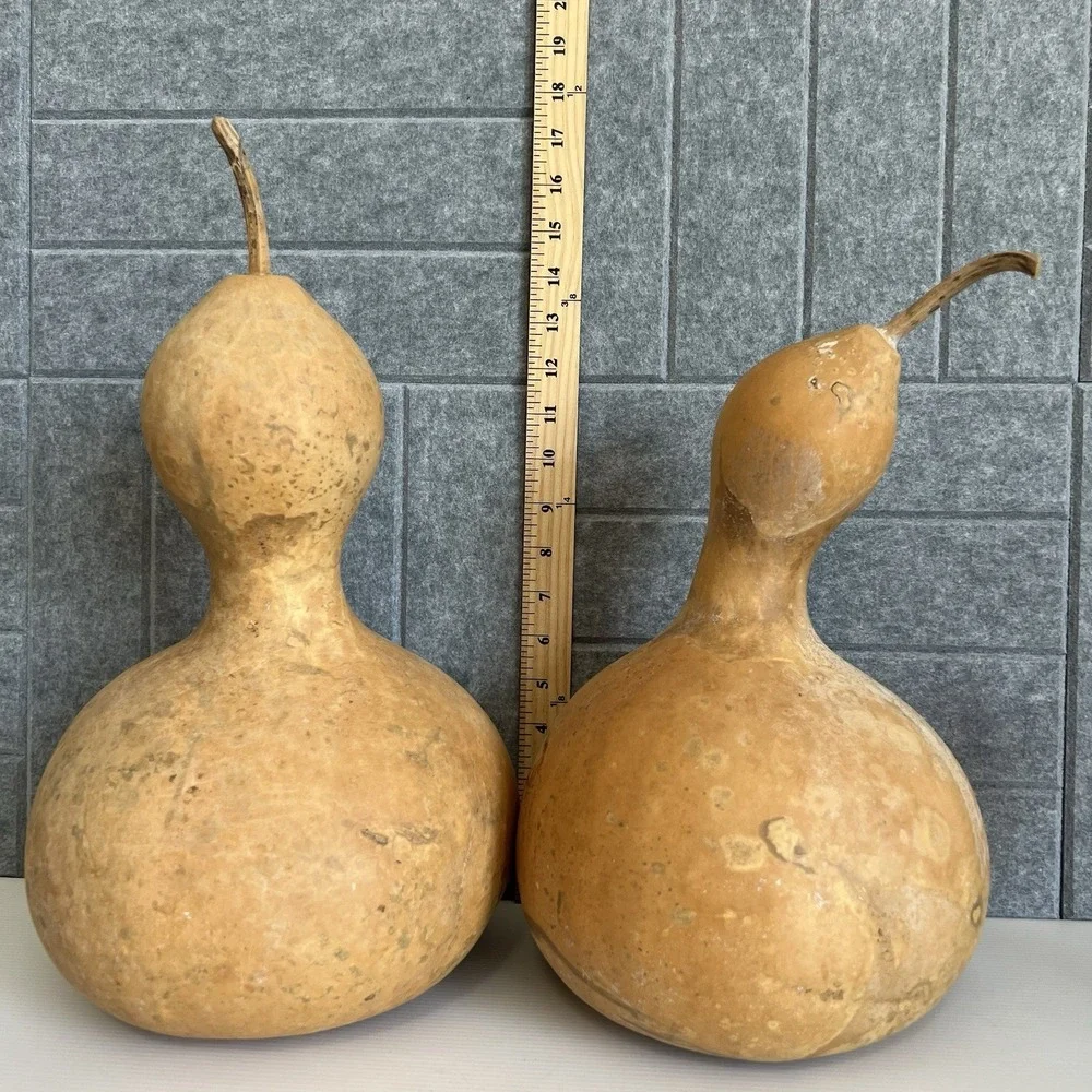 2 Natural Bottle Snowman Gourds Dried Cleaned Fall Decor Crafting